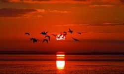 Ganzen met ondergaande zon boven het wad